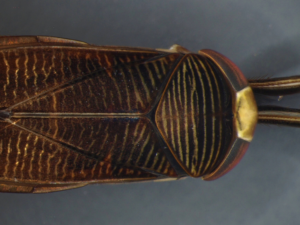 Hesperocorixa sahlbergi